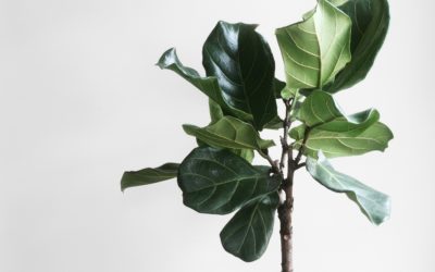 Desafios de uma mãe vivendo no exterior: entre a saudade e o autoconhecimento